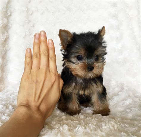 Yorkie dog for sale. Things To Know About Yorkie dog for sale. 